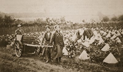 Frauen auf dem Land: einige interessante Szenen in Evesham, aus The Illustrated War News, 28. Juni 1916 von English Photographer